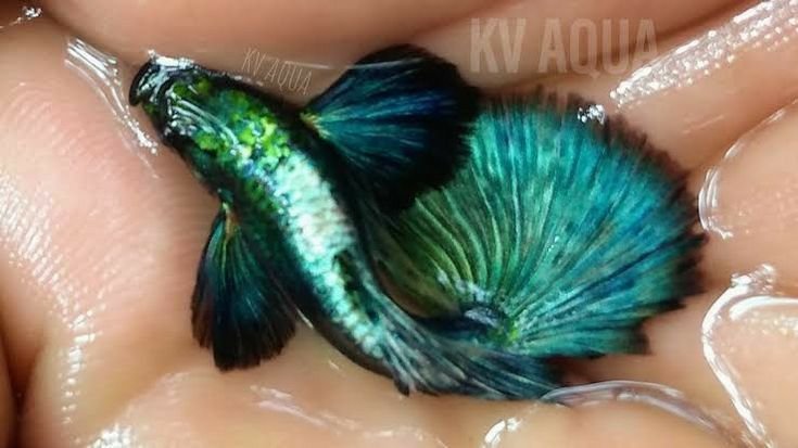 Elephant ear greend dragon monster dorsal guppies