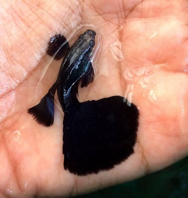 Hundreds of beautiful guppies strains for Aquarists