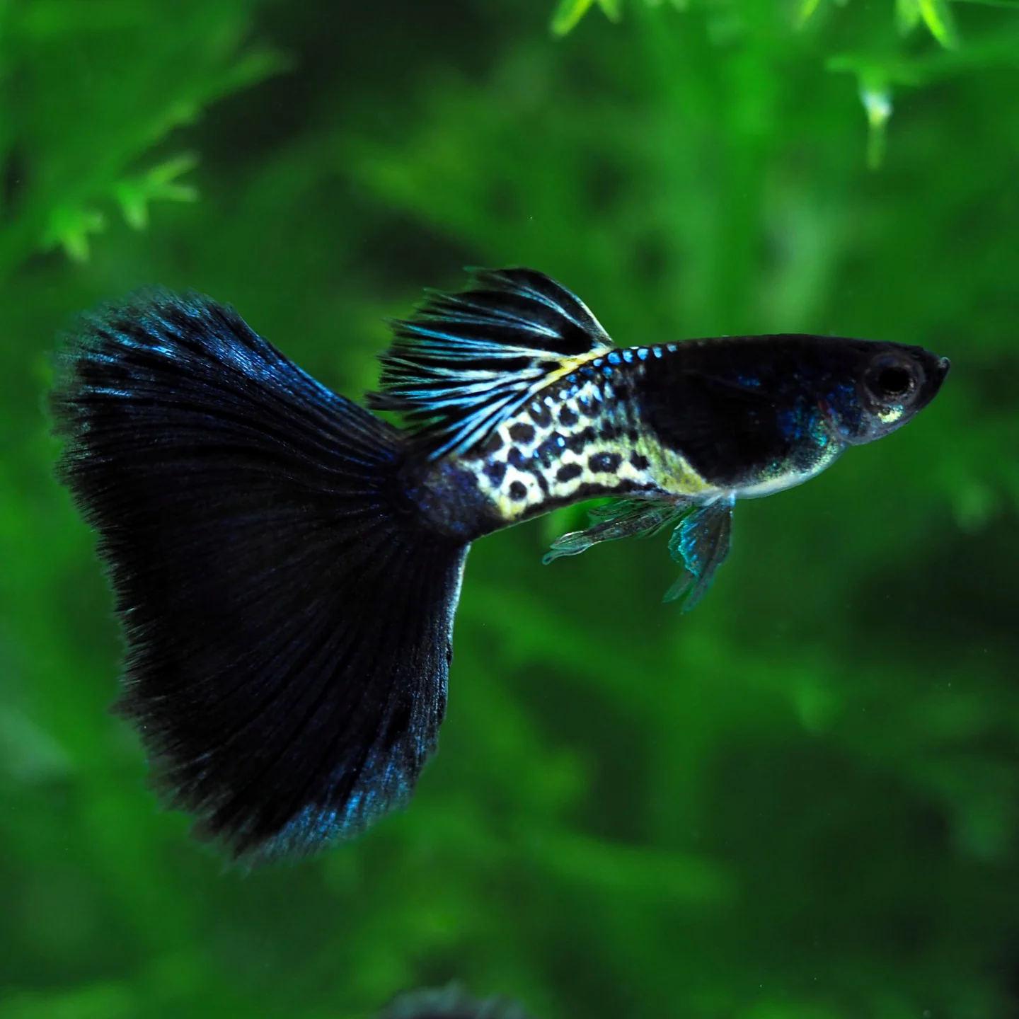 metal-black-fancy-guppy-fish-2